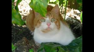 10 ways to stop the cats from pooping in your garden. Problem Solved How To Stop Cats Using Your Garden Soil As A Toilet Without Using Chemicals Youtube