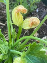 Maybe you would like to learn more about one of these? I Ve Got This Cool Mutant Double Headed Zucchini Flower Has Anyone Ever Seen This Before It S My First Time Growing Zucchini Gardening