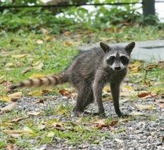 Why did the raccoons pick my house? How To Get Rid Of Raccoons Pest Control Products