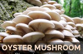 Oysters vary in size, based on the location they are coming from. Oyster Mushroom Facts Health Benefits Nutritional Value
