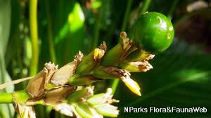 Image result for Sarcophrynium brachystachyum