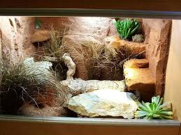 Pin By Zachary Boileau On Diy Reptile Decor Reptile Habitat Reptiles Gecko Habitat