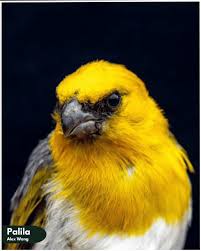 Image result for Limosella maior