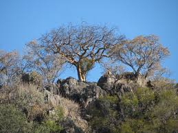 Image result for Commiphora tenuipetiolata