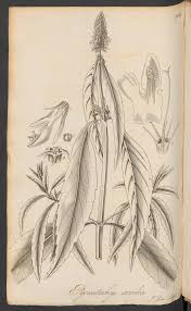 Image result for Aneilema dispermum