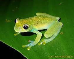 Image result for glass frog