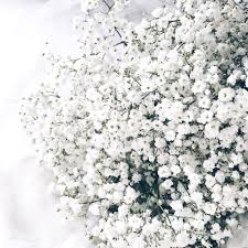 Check spelling or type a new query. Aesthetic Makeovers White Flower Aesthetic Wattpad