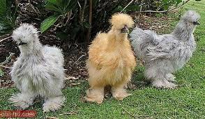 صور الدجاج فوائد لحوم وبيض الدجاج Weird Animals Animals Cute Animals
