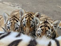 Acropolis 1989 of leak therapy poor, extras horrible, she