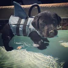 Svvlert Adli Kullanicinin Dogs Panosundaki Pin Goruntuler Ile Labrador Retrievers Yavru Kopek Sevimli Kopek Yavrulari