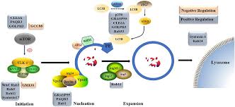 The cis face, which is convex in appearance is closer to the endoplasmic reticulum and. Frontiers Golgi Apparatus A Potential Therapeutic Target For Autophagy Associated Neurological Diseases Cell And Developmental Biology