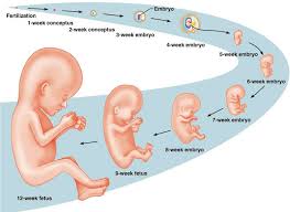 The process of development of a plan or idea. Female Reproductive System And Gestation Standard Lessons Blendspace
