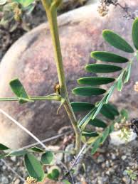 Image result for Tephrosia noctiflora