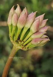 Image result for Merremia verecunda