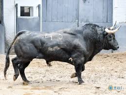 El Torro Animals Animals And Pets Raging Bull