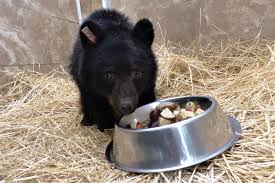 Maybe you would like to learn more about one of these? Video Boys Help Rescue Cariboo Bear Cub Revelstoke Review