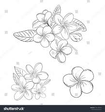 Plumeria Or Frangipani Flower Illustration Drawing Set With Hand Drawn Line Art Style For Coloring In 2020 Flower Art Drawing Flower Drawing Pencil Drawings Of Flowers