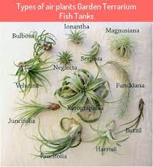 Air plants also called tillandsia are around 650 types species of perennial flowering plants, evergreen, in the family bromeliaceae. Types Of Air Plants Garden Terrarium Fish Tanks Types Air Plants Garden Terrarium Fish Tanks Air Plants Air Plants Diy Air Plants Care