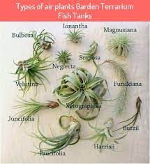 They require no soil for their roots. Types Of Air Plants Garden Terrarium Fish Tanks Types Air Plants Garden Terrarium Fish Tanks In 2021 Air Plants Diy Air Plants Care Air Plants