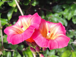 Image result for Stictocardia beraviensis