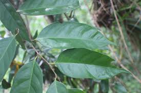 Image result for Chaetocarpus