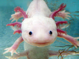 Axolotl Axolotl Pictures Diet Breeding Life Cycle Facts Habitat Axolotl Weird Animals Vbs Pet Fish