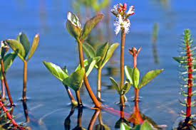 Image result for Menyanthaceae