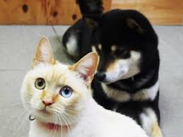 カラスに襲われていた仔猫 救ってくれた犬を母と慕い 成長 Sippo シッポ