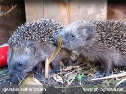 Igelhaus Bauen Igeln Beim Uberwintern Helfen Philognosie Igelhaus Igel Im Garten Igelhaus Selber Bauen