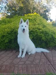 Nyah jagodowe bory x braitas baltasis slenis 11/2020. White Swiss Shepherd
