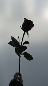 Dia menyukai semua jenis bunga yang ada di toko bunga milik temannya, ino. Black Rose Wallpaper Mawar Hitam Lukisan Bunga Matahari Mawar