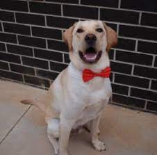 Puppies for sale, and stud dog services from the best black, yellow, and chocolate akc, and ukc, registered labs in the country. 6 Best Labrador Retriever Breeders In Wisconsin 2021 We Love Doodles