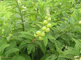 Image result for Ipomoea prismatosyphon