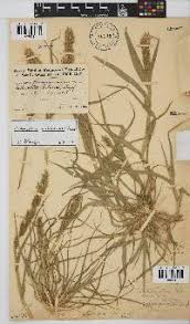 Image result for Schmidtia kalahariensis