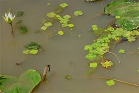 Image result for Limnophyton obtusifolium