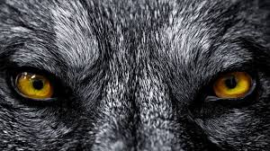 A collection of the top 73 hd wolf wallpapers and backgrounds available for download for free. Hd Wolf Backgrounds Pixelstalk Net