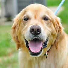 Sunshine dog rescue believes that every dog deserves to be loved and treated like family. Adopt Brady On Petfinder Dogs Golden Retriever Adoption Family Pet