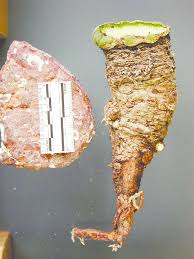 Cacti typically need less water during the colder, dormant months of winter. Peyote Plant Immediately After Most Of Crown Has Been Harvested Download Scientific Diagram