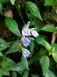 Image result for Rungia