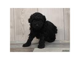 Miniature poodles stand under 15 as is the breed standard. Miniature Poodle Puppies Petland Montgomery
