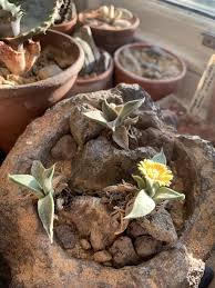 Image result for Nananthus aloides