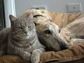 How to Train a Greyhound to Like Cats - WagWalking