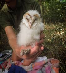 Unless you have a specific reason for breeding, we strongly advise that you take steps to prevent it by: Barn Owl Breeding Success Sussex Wildlife Trust