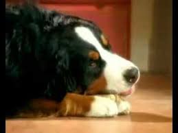Pub Pedigree Jumbone Commercial France Pedigree Dog Food Pedigree Dog Food Animals