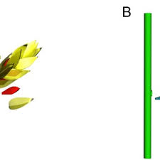 Image result for Lipocarpha atra