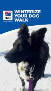 Walking Your Dog In The Winter Hill S Pet Dog Care Dog Walking Dogs