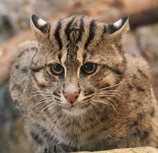 Fishing Cat Denver Zoo