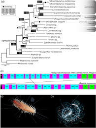 Maybe you would like to learn more about one of these? Morphological Convergence And Adaptation In Cave And Pelagic Scale Worms Polynoidae Annelida Scientific Reports