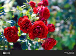 Red roses garden stock photos and images. Small Red Roses Garden Image Photo Free Trial Bigstock