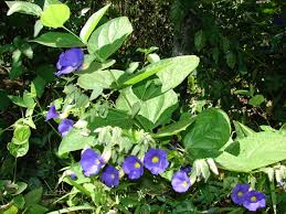 Image result for Thunbergia battiscombei